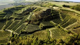 Zeige Produkte für Kategorie Weine - Wagram Bild für Kategorie Weine - Wagram