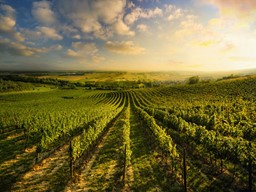 Zeige Produkte für Kategorie Weine - Weinviertel Bild für Kategorie Weine - Weinviertel