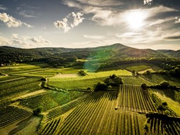 Zeige Produkte für Kategorie Weine - Thermenregion Bild für Kategorie Weine - Thermenregion